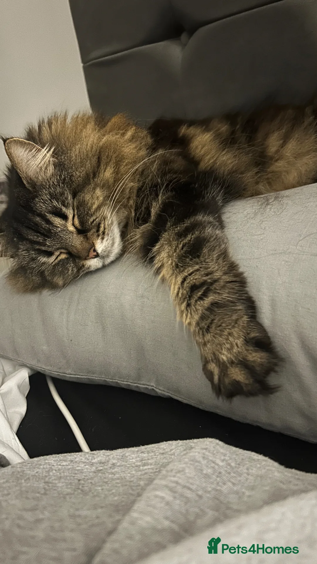 Mixed Breed cats for sale: Beautiful Girl searching for a loving home - Advert 2