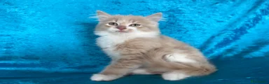 Norwegian Forest Cat Kitten 3