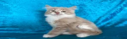 Norwegian Forest Cat cats for sale: Norwegian Forest boys - Advert 11