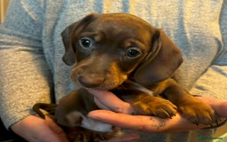 Miniature Dachshund dogs for sale: Kc registered Miniature dachshund puppies  - Image 4
