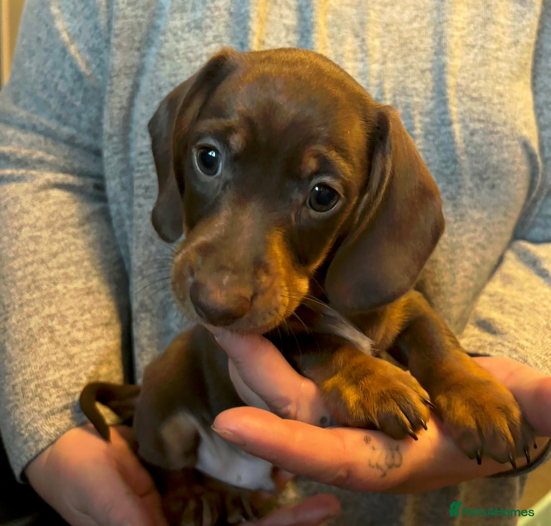 Miniature Dachshund dogs for sale: Kc registered Miniature dachshund puppies  - Image 4