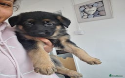 German Shepherd dogs for sale: German shepherd puppies  - Image 13