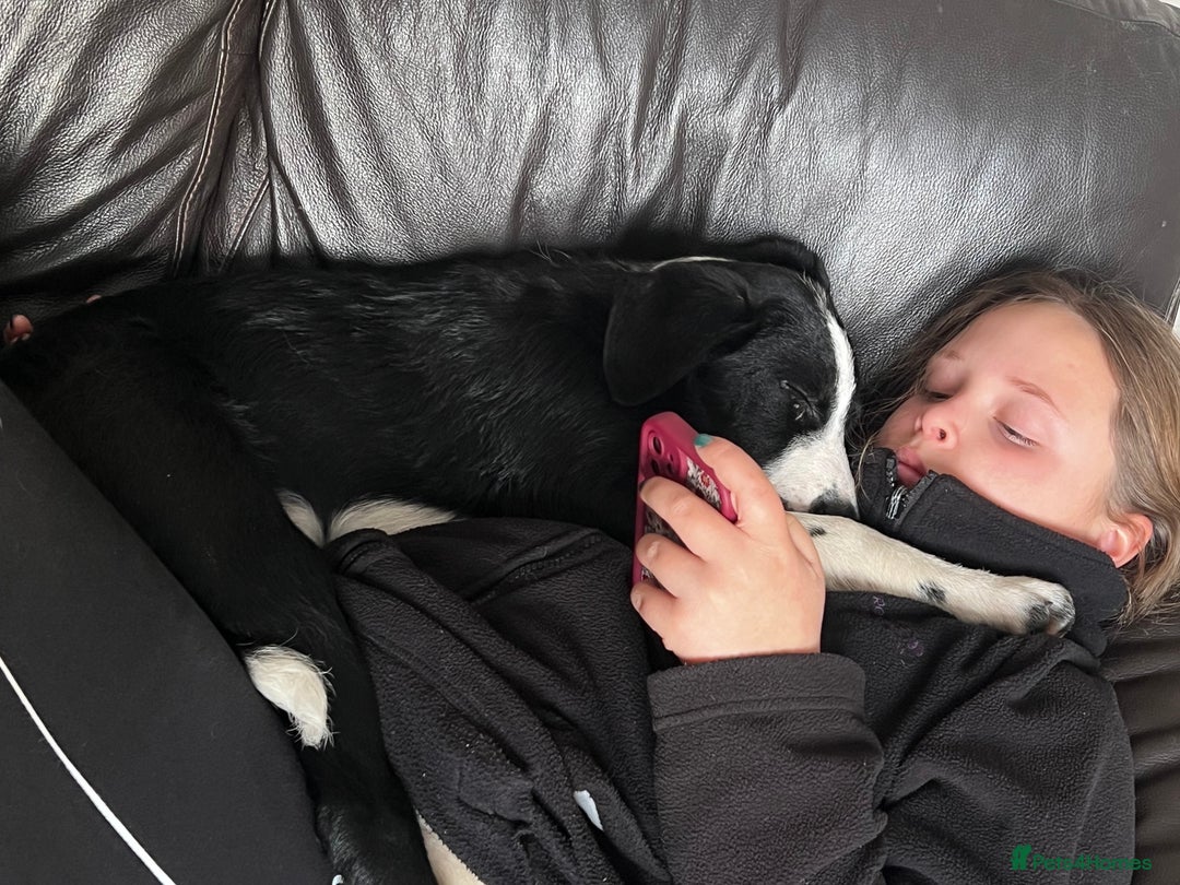 Border Collie dogs for sale: Male Collie *massively reduced price* - Advert 4