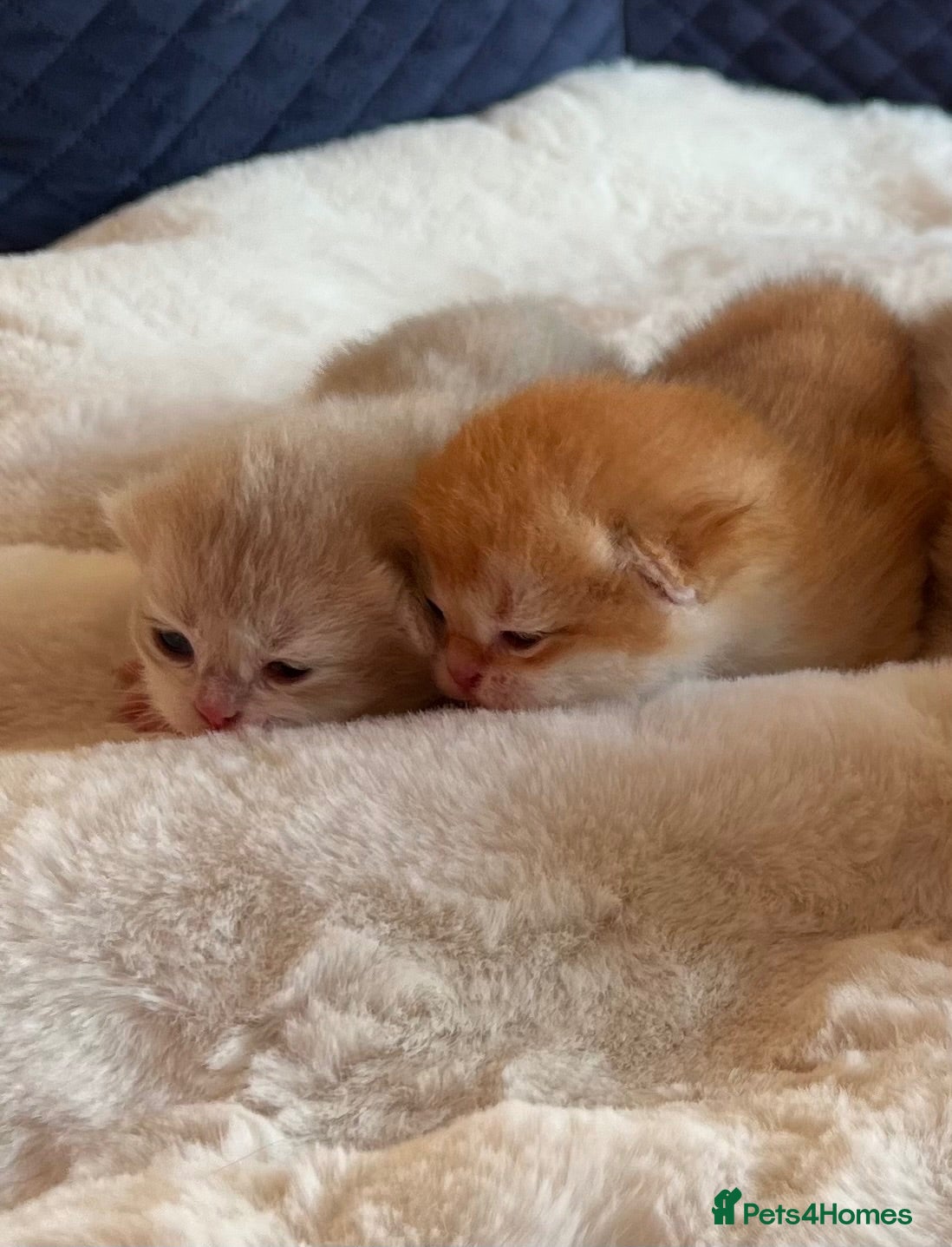 British Shorthair cats Amazing Cy12 & Ny12 British Shorthair Kittens - Advert 1