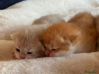British Shorthair cats Amazing Cy12 & Ny12 British Shorthair Kittens - Advert 1