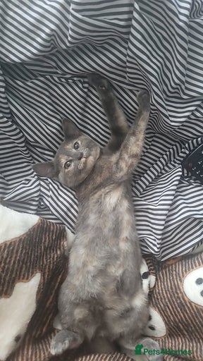 Gallery Image {{count}}