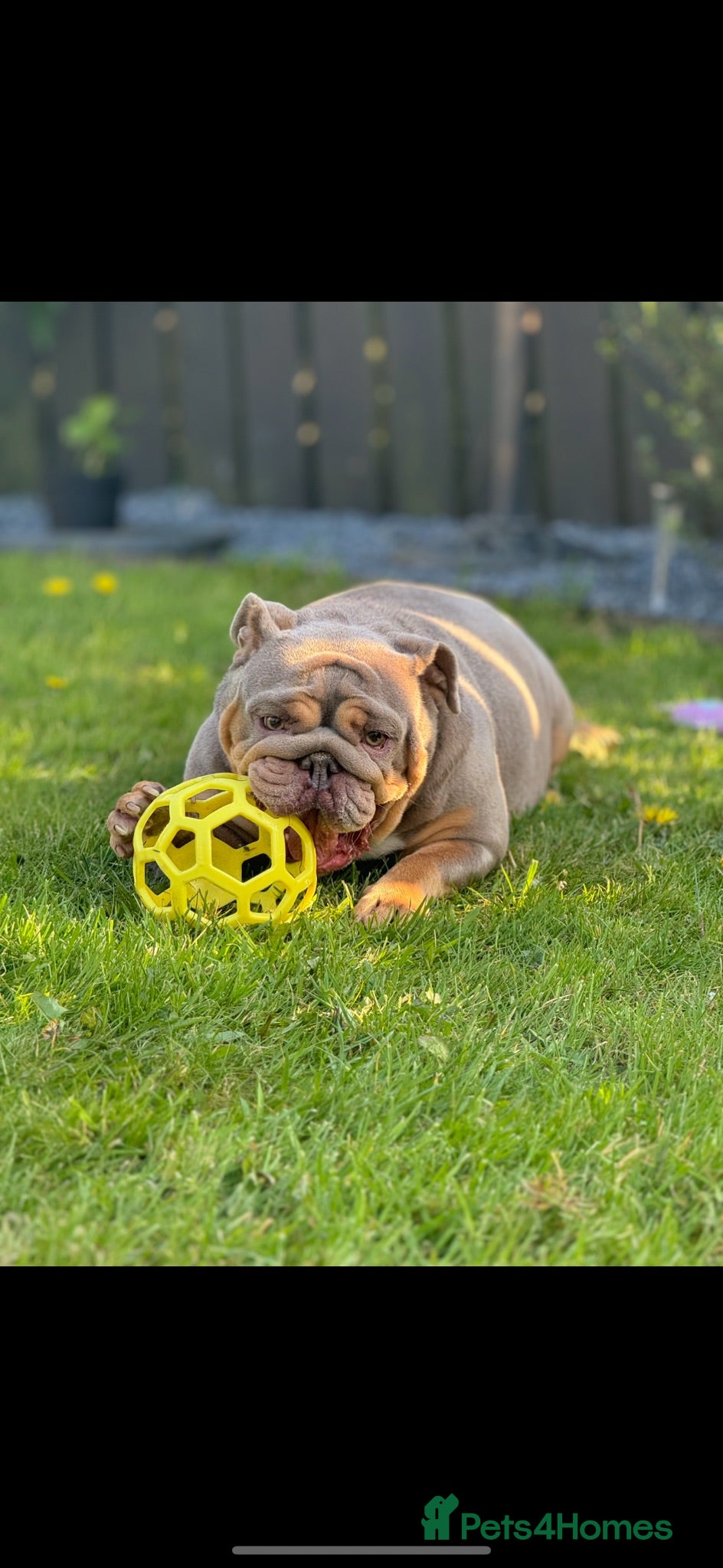 English Bulldog dogs British bulldog - Advert 1