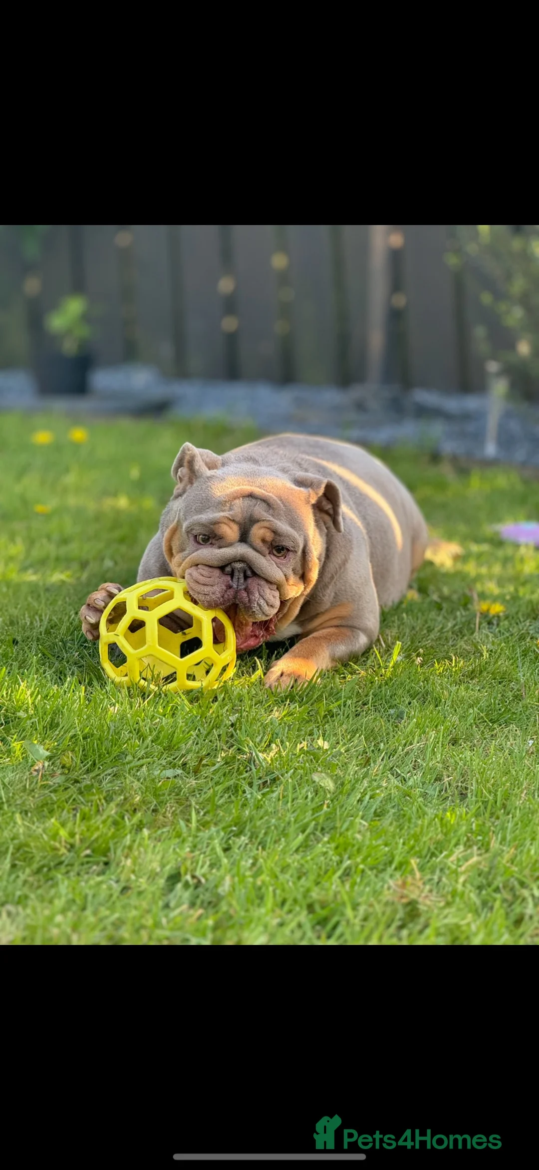 English Bulldog dogs for sale: British bulldog - Advert 1