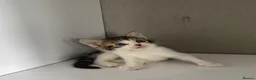 Mixed Breed cats for sale: 2 mixed Norwegian kittens - Advert 7