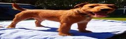Lakeland Terrier dogs for stud: Stunning Red Lakeland Terrier from working lines in Newark - Advert 6