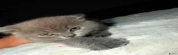 British Shorthair cats for sale: British shorthair blue  - Advert 9