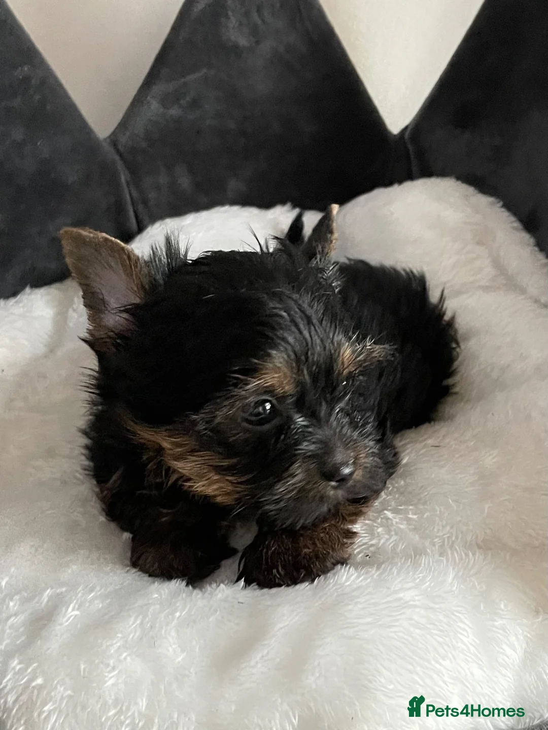 Yorkshire Terrier dogs for sale: Adorarable Yorkie Boys 5🌟Licenced Breeder - Advert 2
