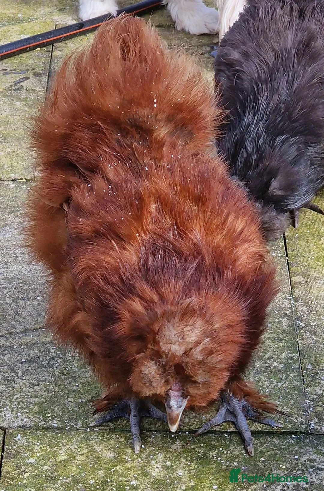 Chickens poultry for sale: Red Silkie Female  - Advert 2