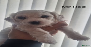 Bichon Frise dogs Beautiful Bichon Frise pups Ready 16th-24th Dec - Advert 10