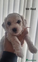 Bichon Frise dogs Beautiful Bichon Frise pups Ready 16th-24th Dec - Advert 7