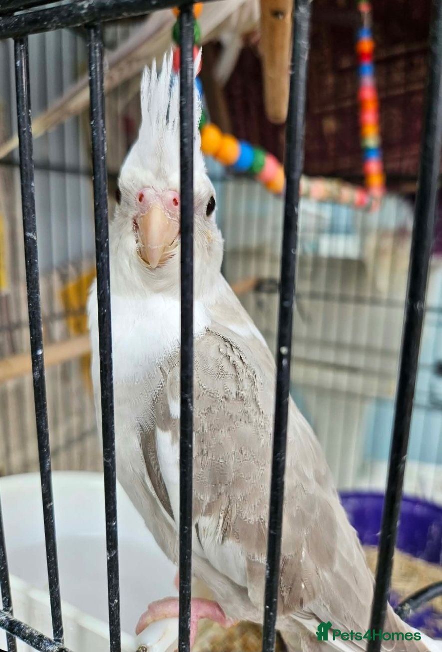 Cockatiels birds Only 1 left *Hand reared Baby cockatiels available - Advert 19