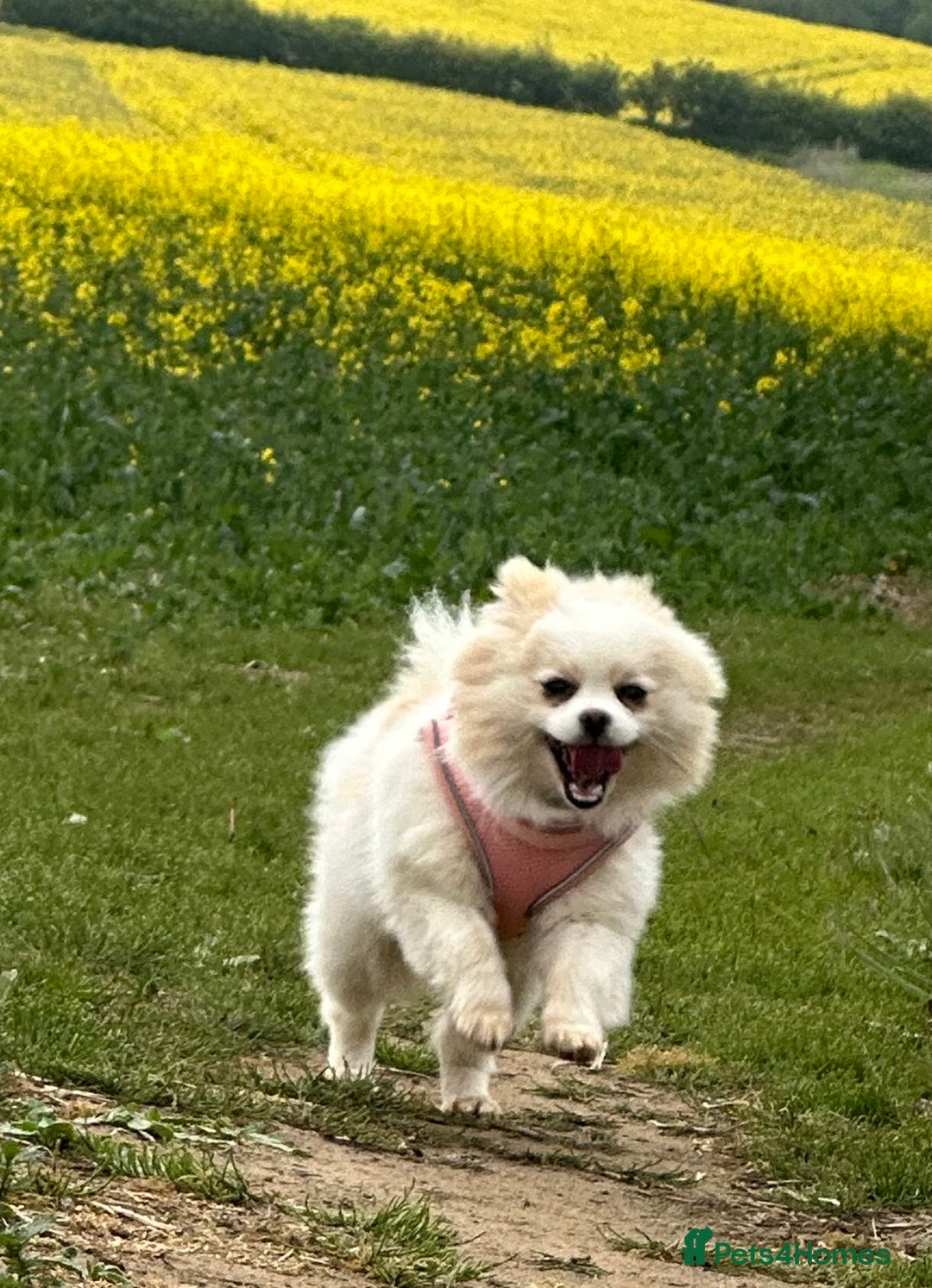 Pomeranian dogs for sale: Gorgeous KCreg female Pomeranian  - Image 14
