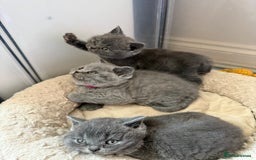 British Shorthair cats for sale: British Shorthair kittens ready mid-October - Image 4