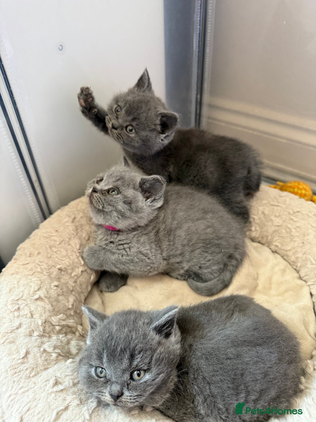 British Shorthair cats for sale: British Shorthair kittens ready mid-October - Image 4