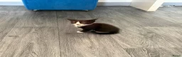 Mixed Breed cats for sale: Black and white male kittens  - Advert 4