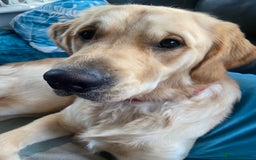 Golden Retriever dogs for sale: Evans - Image 1