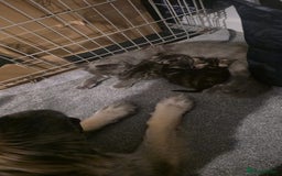 Mixed Breed cats for sale: 3 fluff balls looking for forever homes  - Image 11