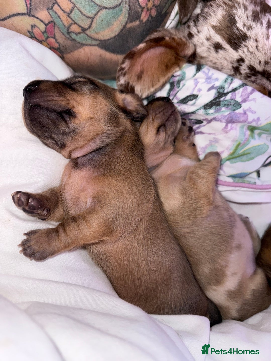 Miniature Dachshund dogs for sale: Four beautiful miniature dachshund  - Advert 14