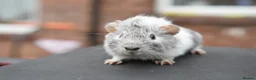 Guinea Pig rodents for sale: Baby Guinea Pigs Looking For New Homes - Advert 13
