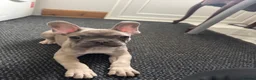 French Bulldog dogs for sale: 3 French bulldog puppies ready to find their home  - Advert 10