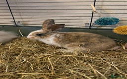 Lionhead rabbits for sale: Baby Lion head and Rex for sale!  - Image 3