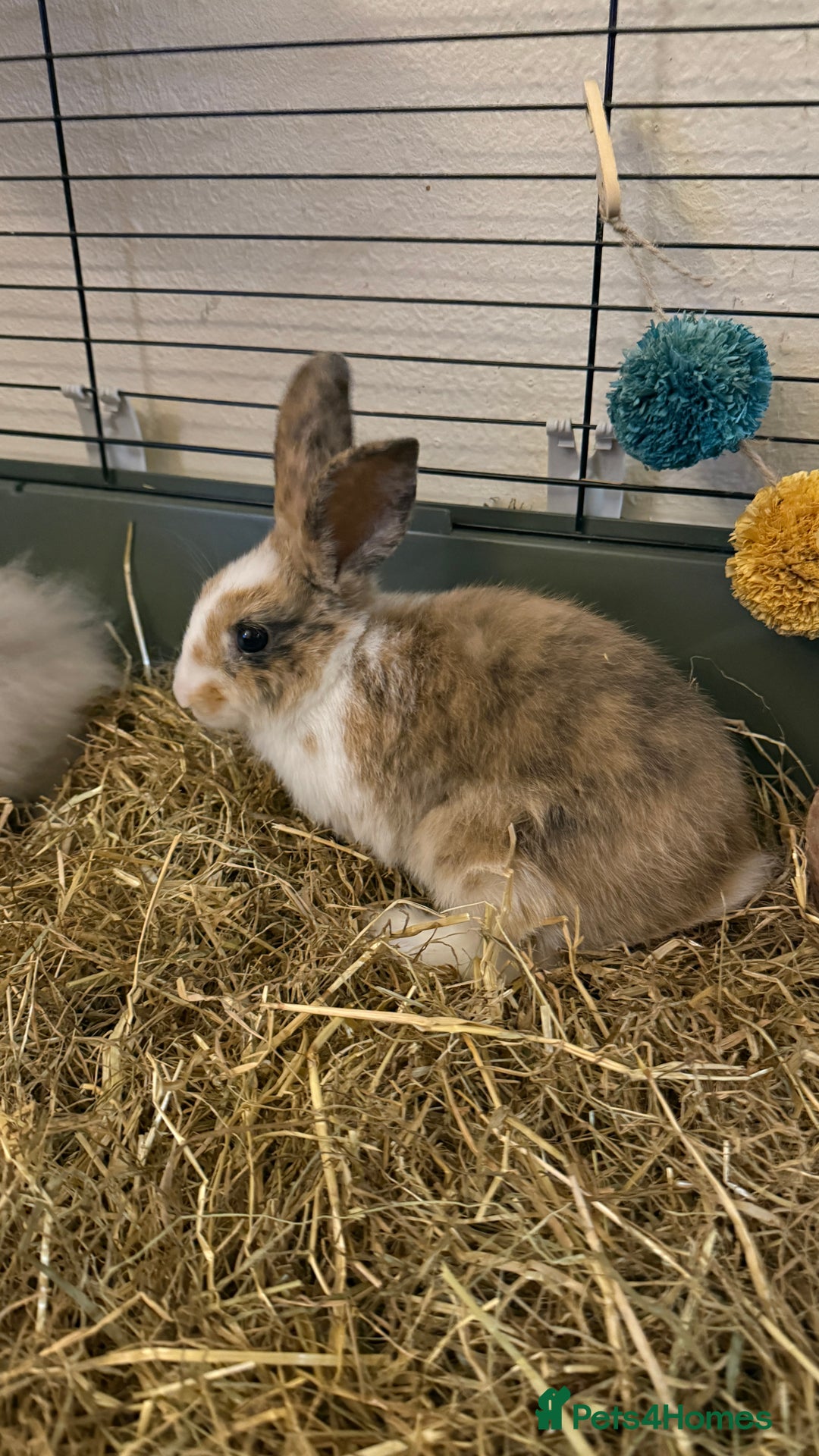 Lionhead rabbits for sale: Baby Lion head and Rex for sale!  - Image 3