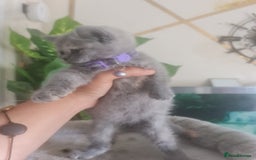 British Shorthair cats for sale: Adorable kittens  4 sweet home - Image 21