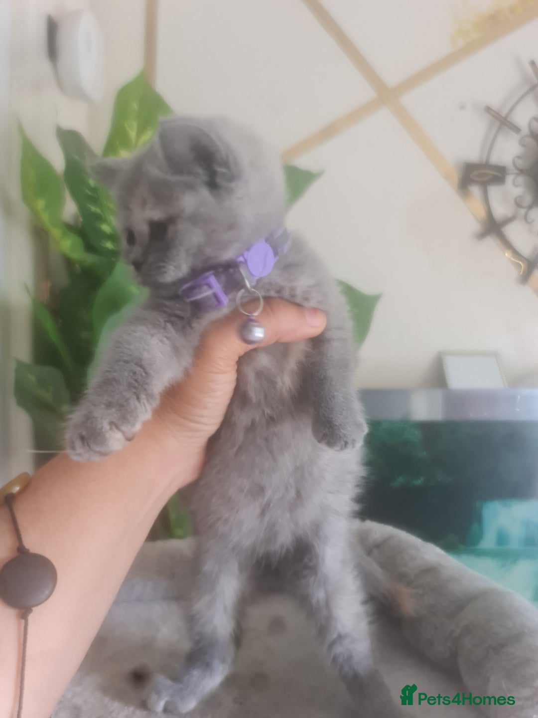 British Shorthair cats for sale: Adorable kittens  4 sweet home - Image 21