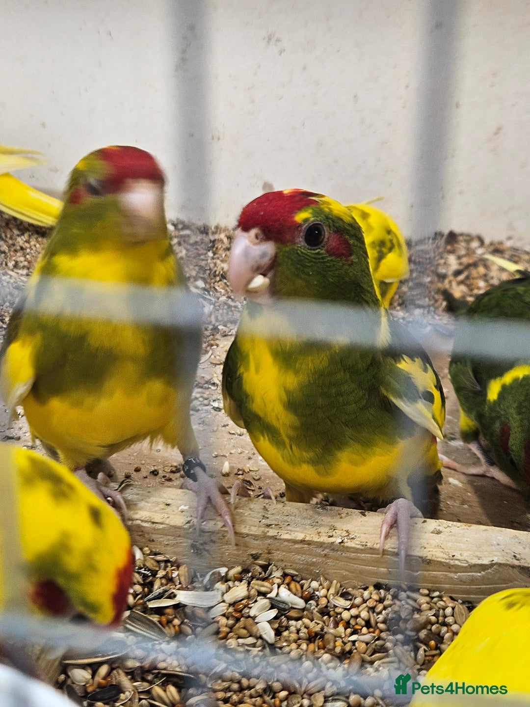 Parakeets birds for sale: Young parent reared kakarikis - Image 7