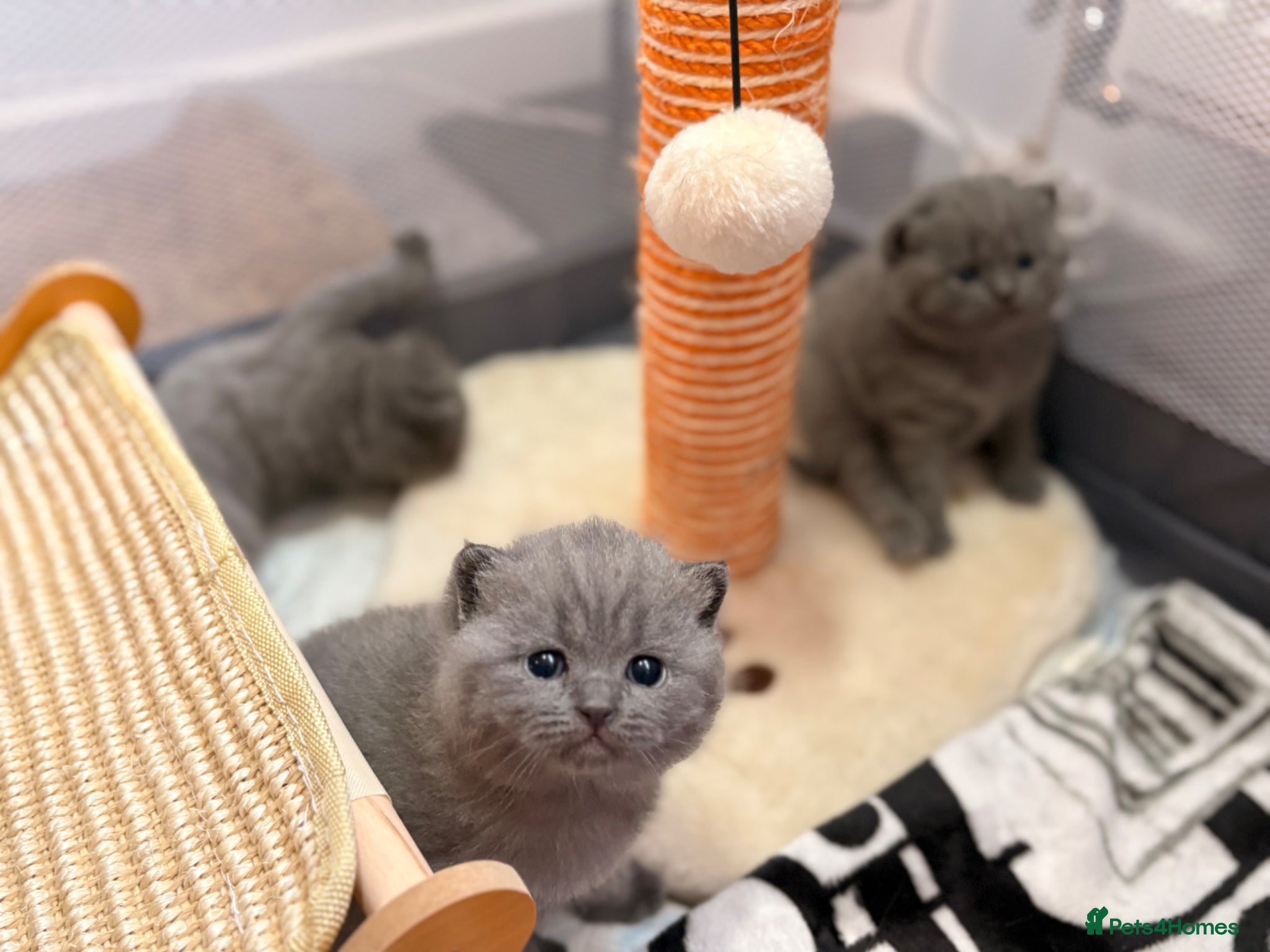 British Shorthair cats Beautiful British Shorthair Kittens For Sale 🐱 - Advert 13