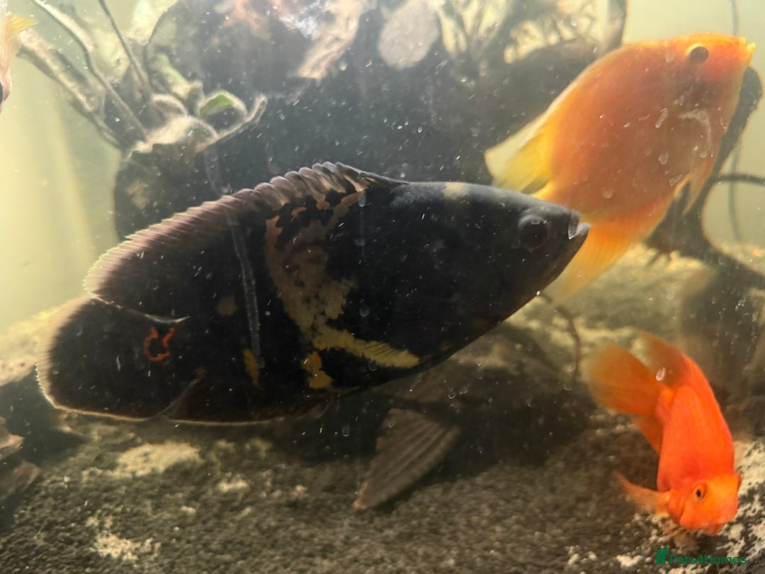 Cichlids fish for sale: Wild Oscar - Advert 1