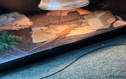 Monitor reptiles for sale: Ackie monitor for sale  - Image 3