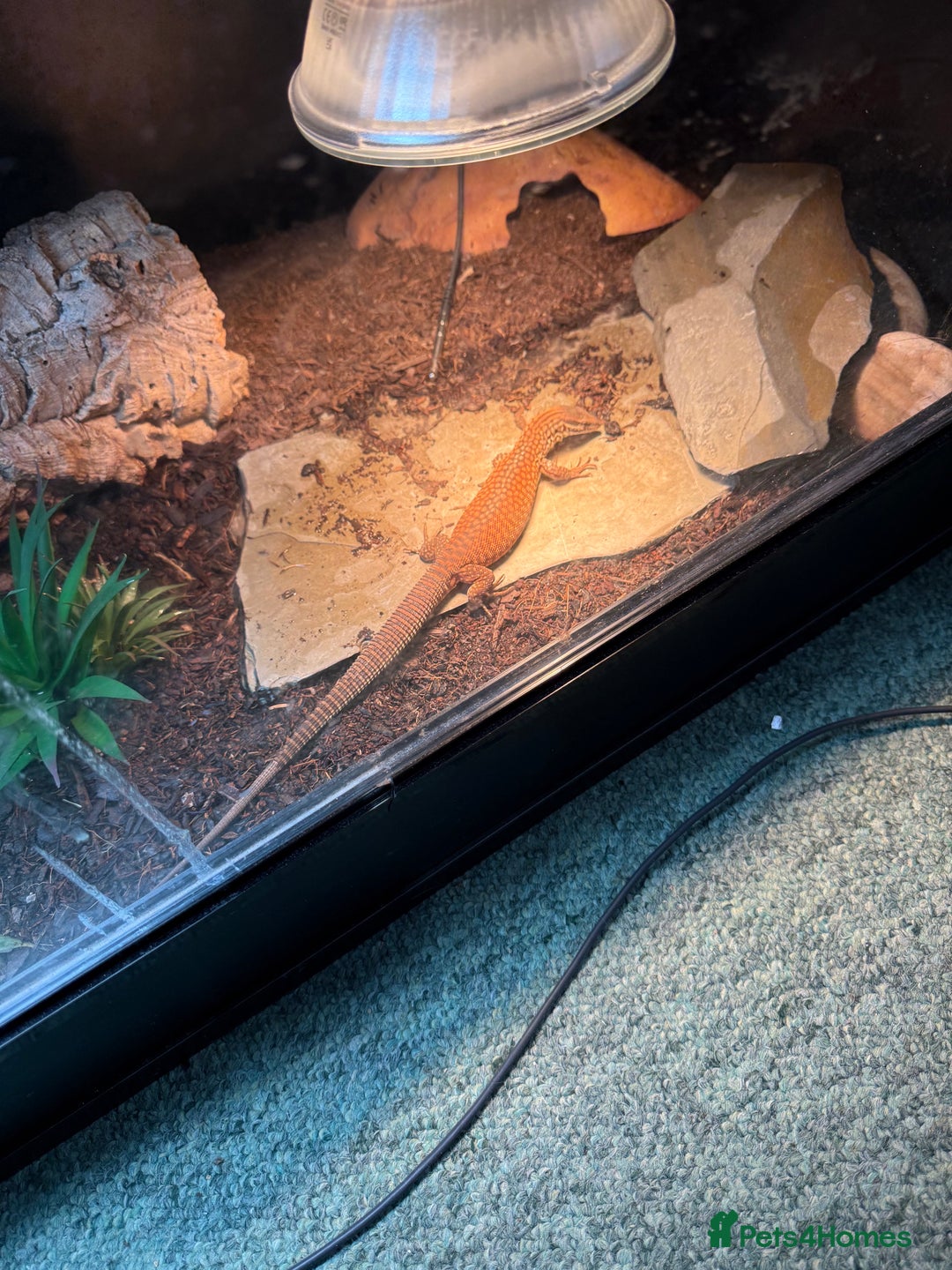 Monitor reptiles for sale: Ackie monitor for sale  - Image 3