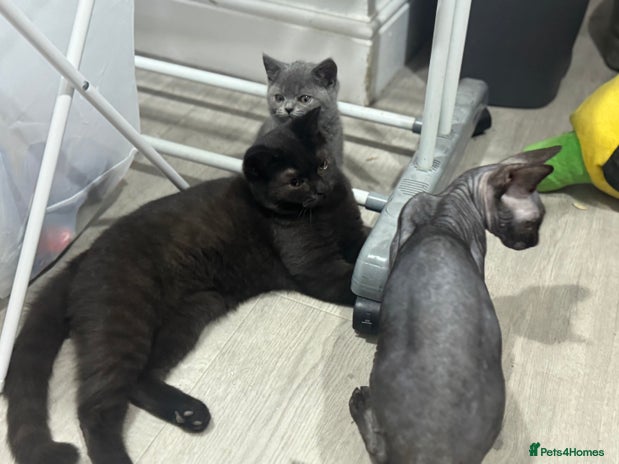 British Shorthair cats - Advert 2