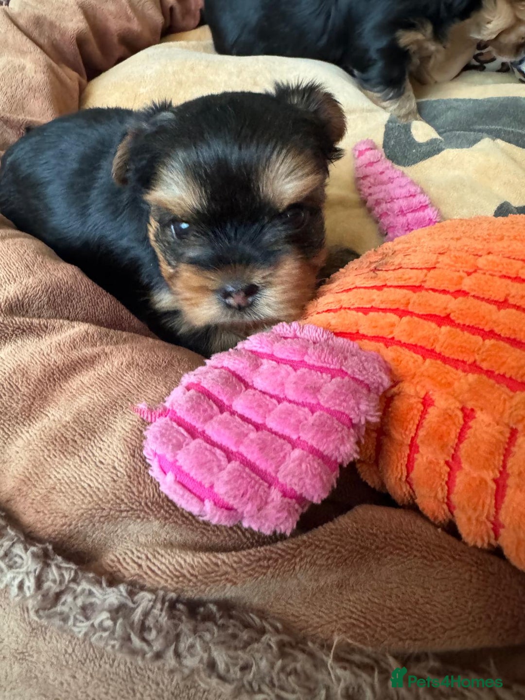 Yorkshire Terrier dogs for sale: Miniature Yorkshire terrier  - Advert 9