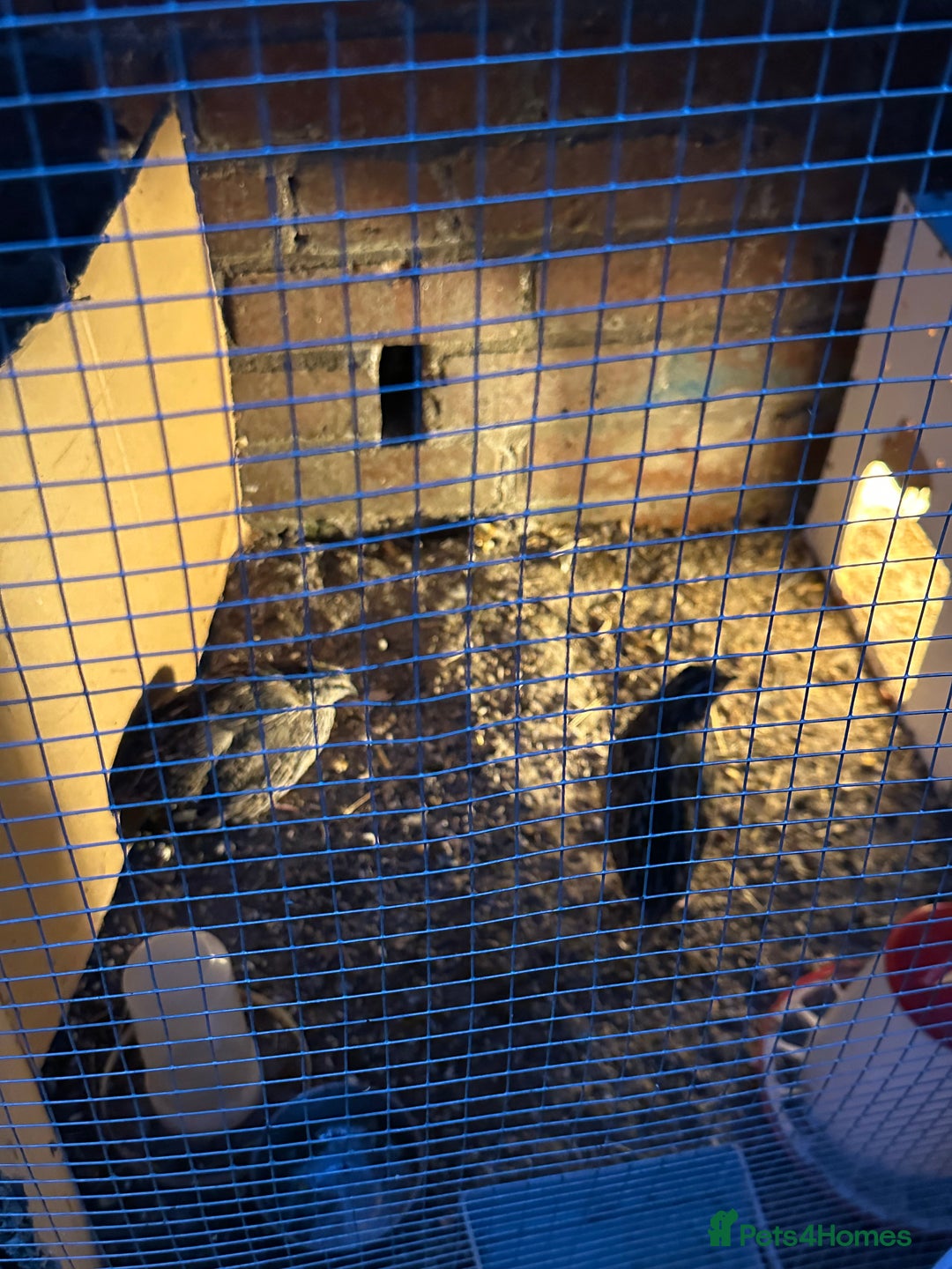 Mixed Breed birds for sale: Quail male and female  - Image 3