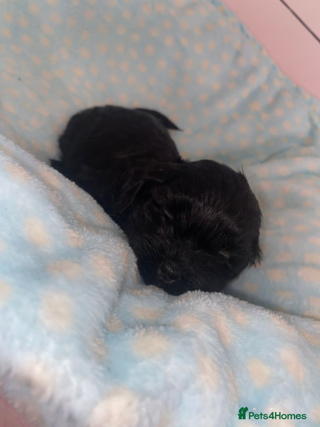 Shihpoo dogs for sale: Beautiful Shihpoos 🐶🐾 - Image 5