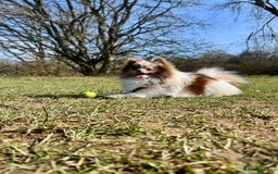 Pomeranian dogs for stud: Stud only - Image 6