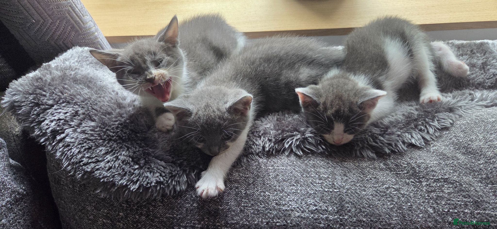 Mixed Breed cats Kittens  - Advert 15