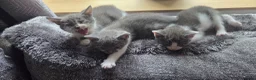 Mixed Breed cats for sale: Kittens  - Advert 8