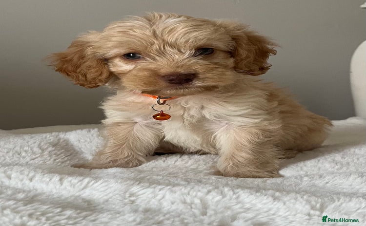 Cockapoo dogs - Advert 7