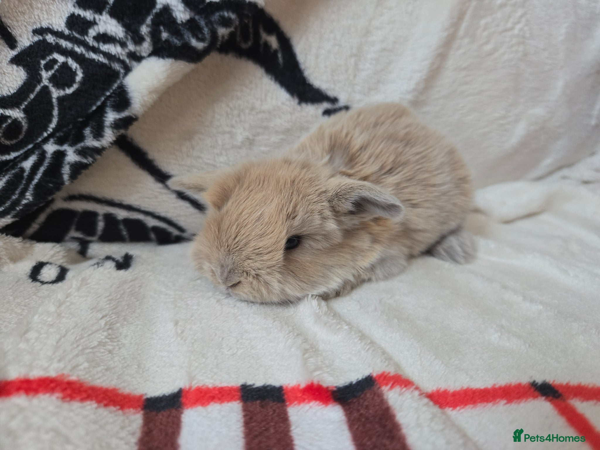 Mini Lop rabbits Stunning mini lop bunnies - Advert 18