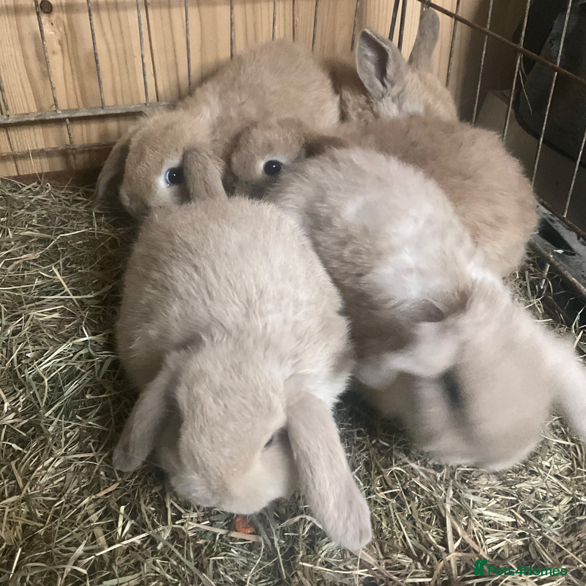 Mini Lop rabbits Mini lops - Advert 3