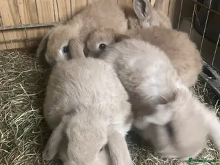 Mini Lop rabbits Mini lops - Advert 3