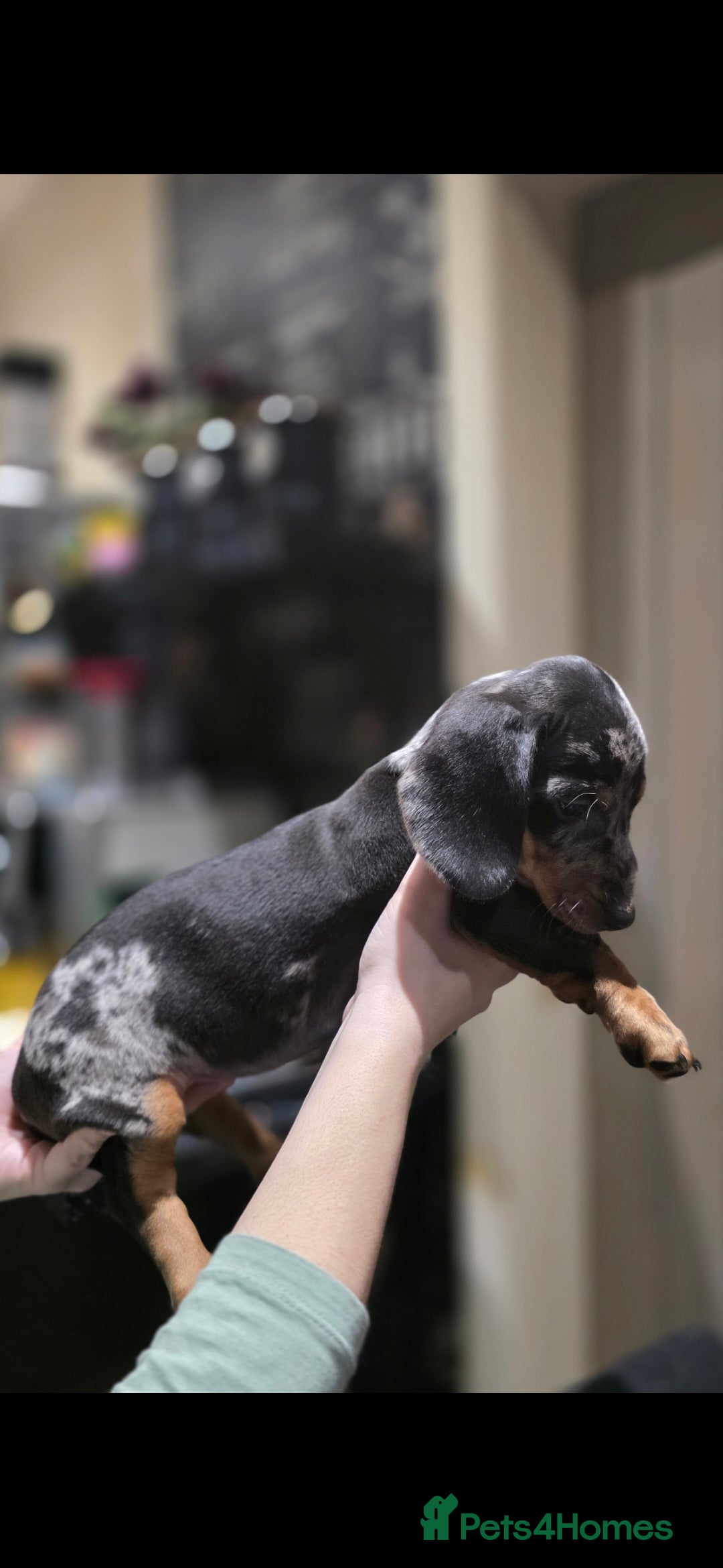 Dachshund dogs for sale: Beautifull puppies  - Advert 16
